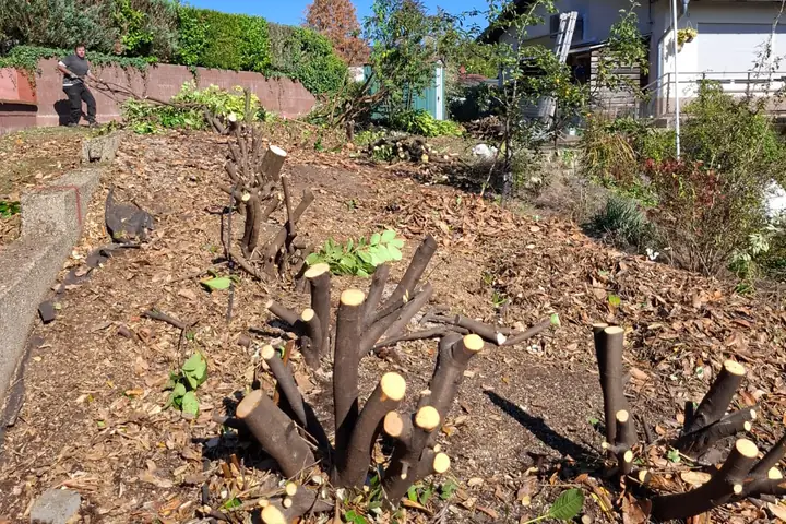 Zurückgeschnittene Stümpfe der Lorbeerhecke vor dem Roden