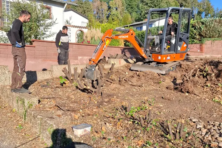 Minibagger gräbt die Wurzelstöcke der Hecke aus
