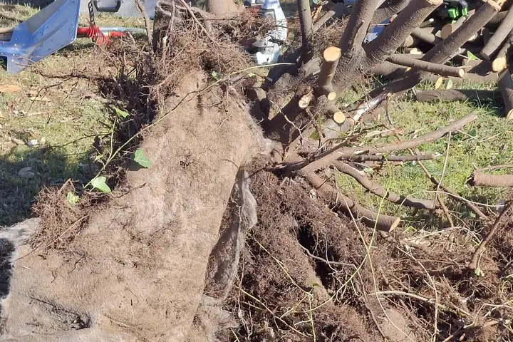 Ausgegrabener Wurzelstock der Lorbeerhecke mit Erdballen